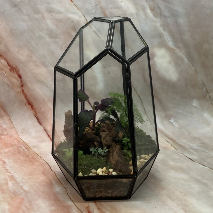 Self Sustaining Terrariums | Various Sizes