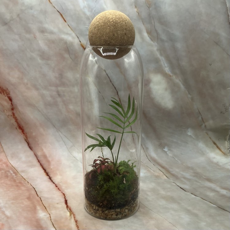 Self Sustaining Terrariums | Various Sizes