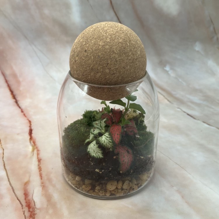 Self Sustaining Terrariums | Various Sizes