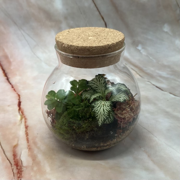 Self Sustaining Terrariums | Various Sizes