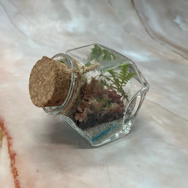 Self Sustaining Terrariums | Various Sizes