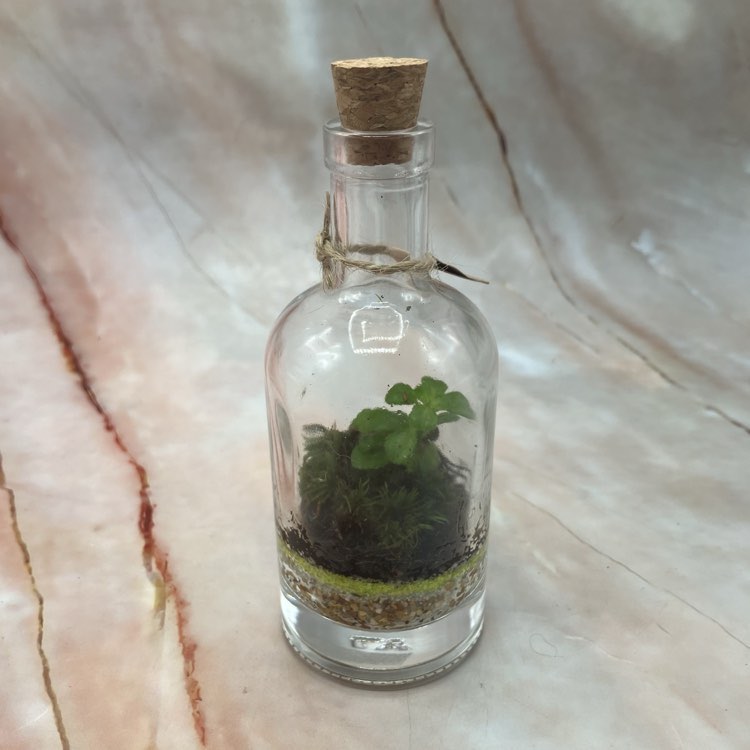 Self Sustaining Terrariums | Various Sizes