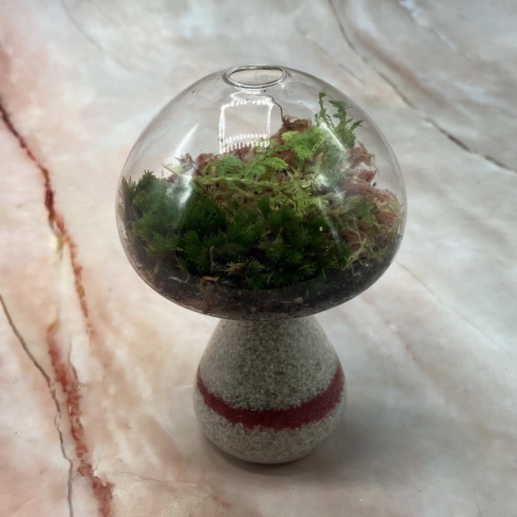 Self Sustaining Terrariums | Various Sizes