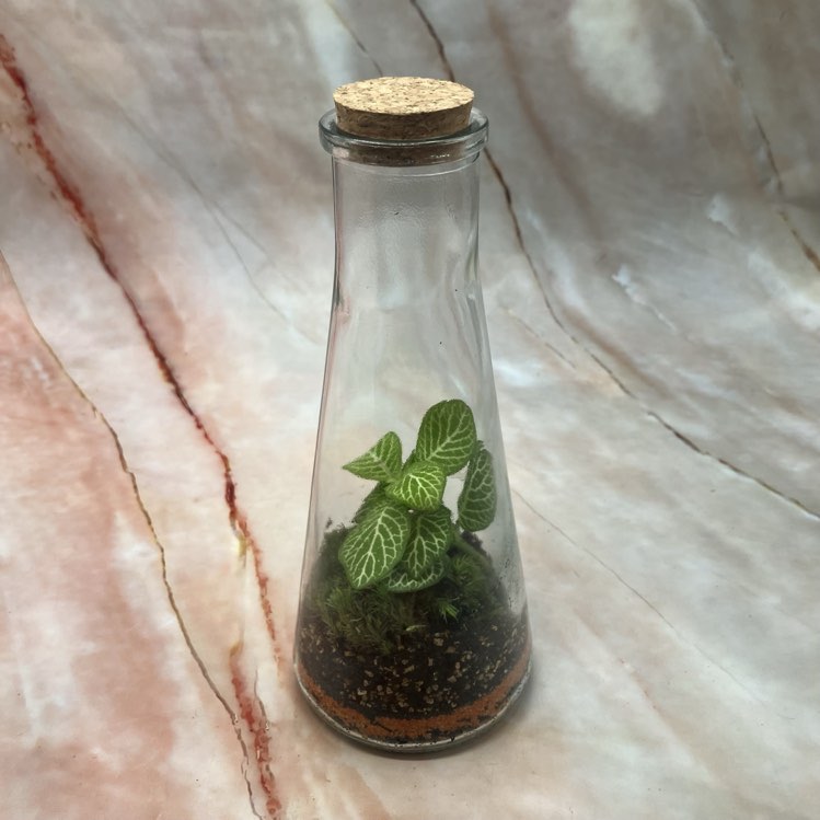 Self Sustaining Terrariums | Various Sizes