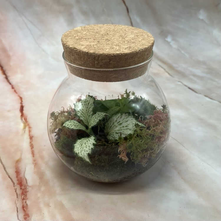 Self Sustaining Terrariums | Various Sizes