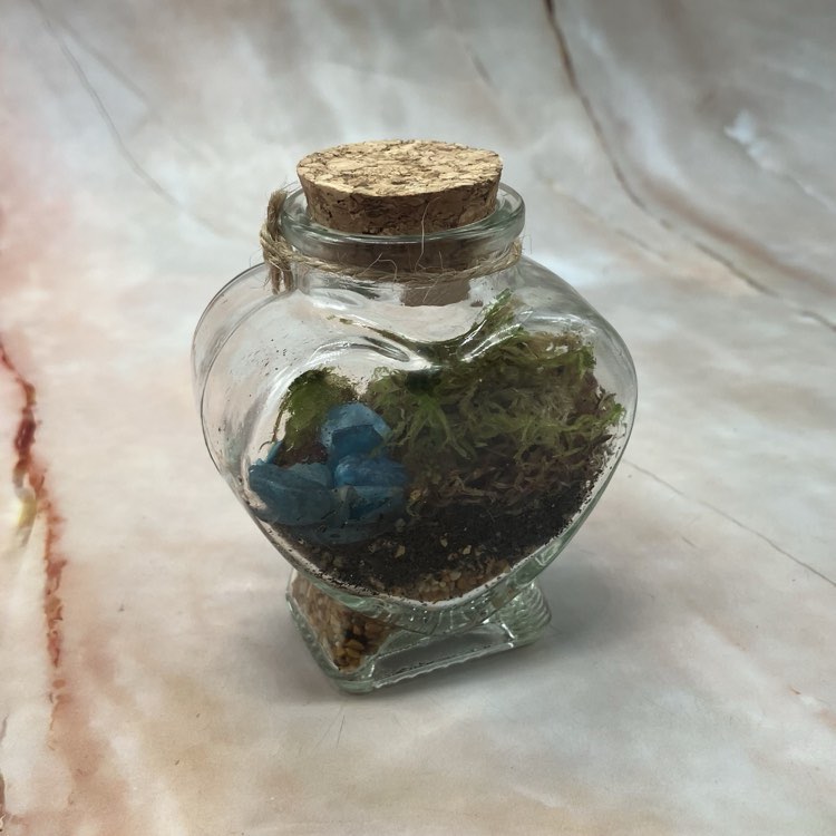 Self Sustaining Terrariums | Various Sizes