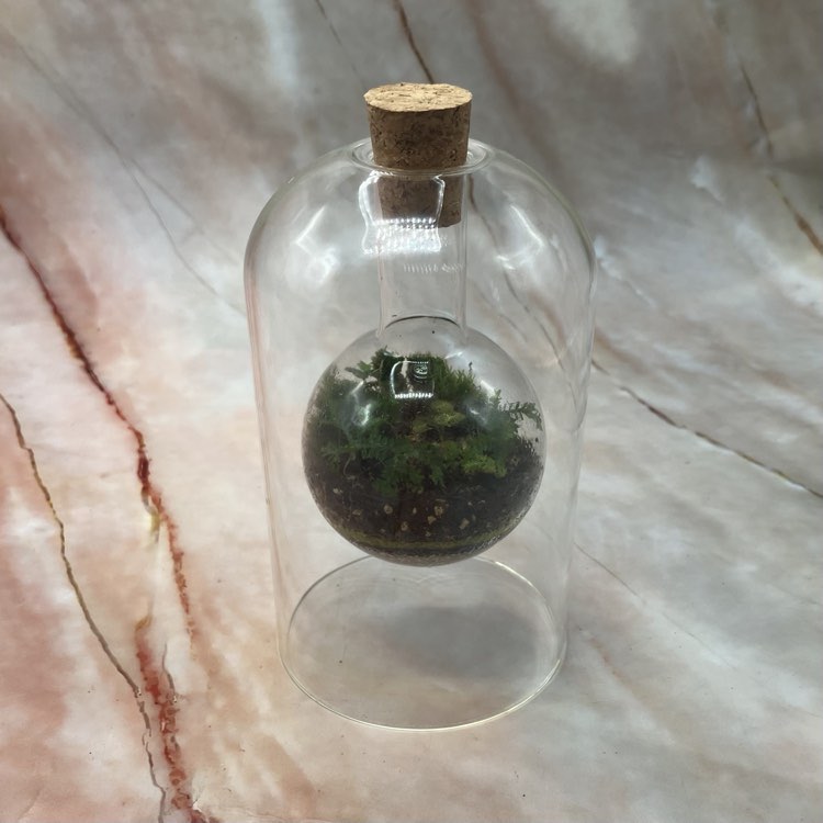 Self Sustaining Terrariums | Various Sizes