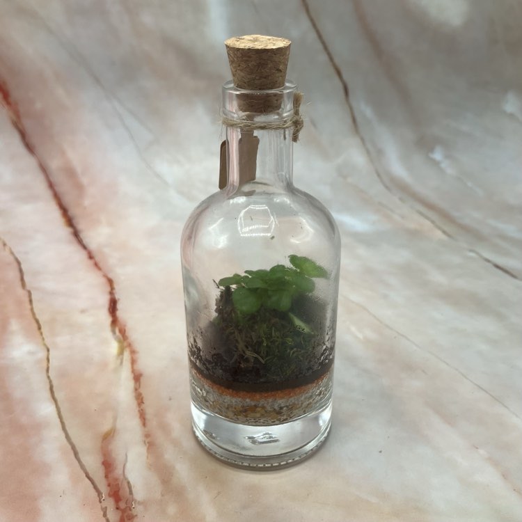 Self Sustaining Terrariums | Various Sizes