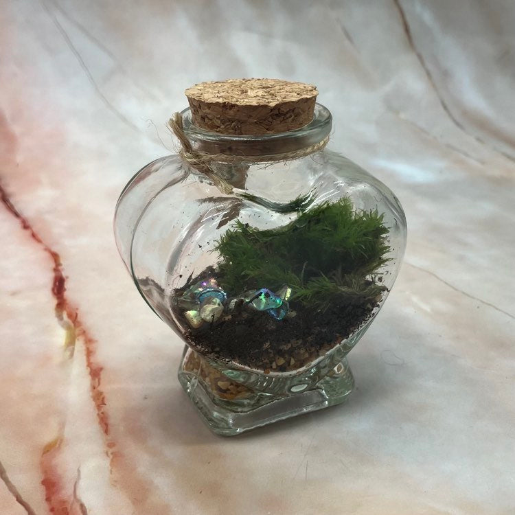 Self Sustaining Terrariums | Various Sizes