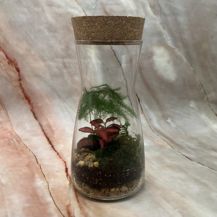 Self Sustaining Terrariums | Various Sizes