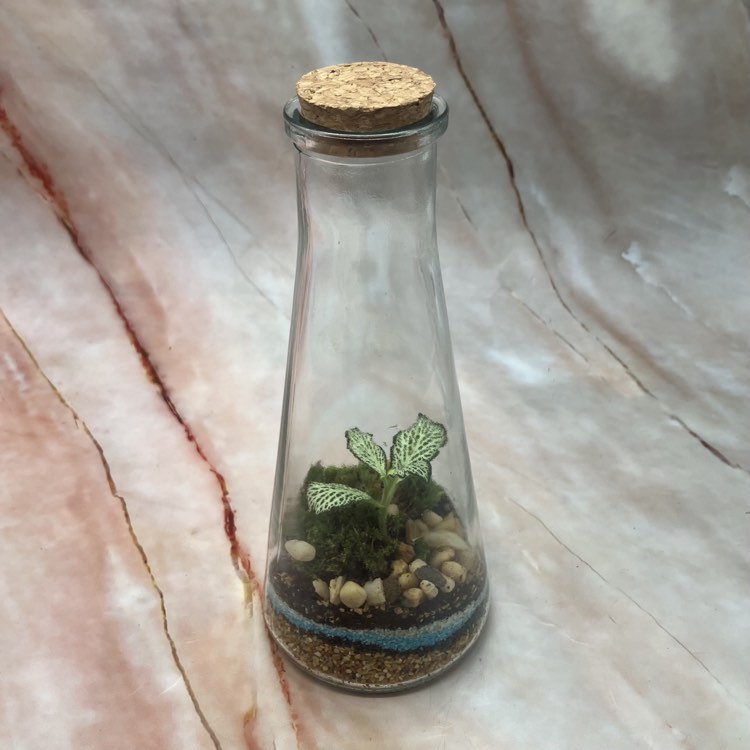 Self Sustaining Terrariums | Various Sizes