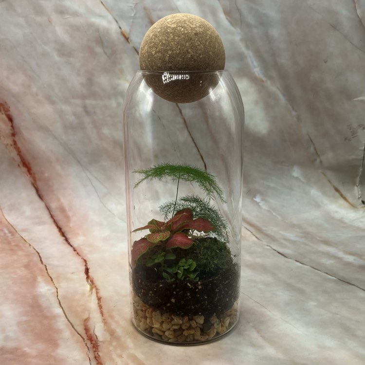 Self Sustaining Terrariums | Various Sizes