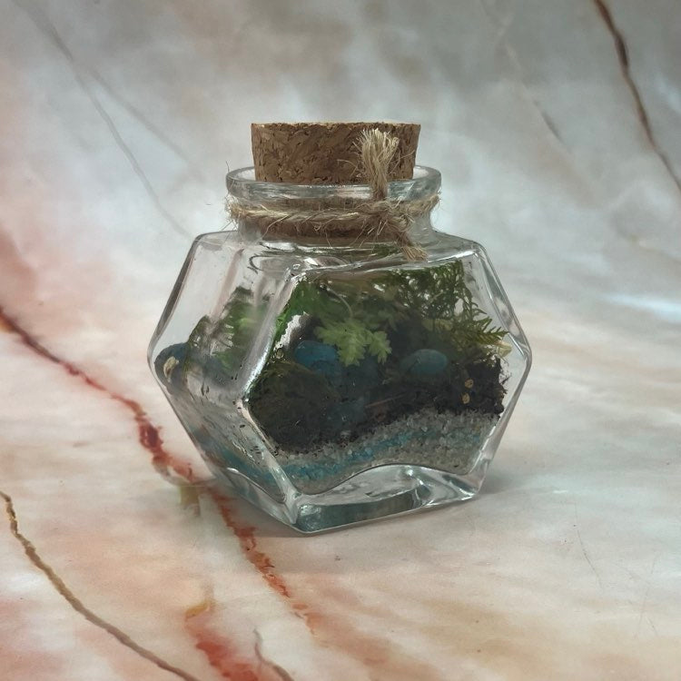 Self Sustaining Terrariums | Various Sizes