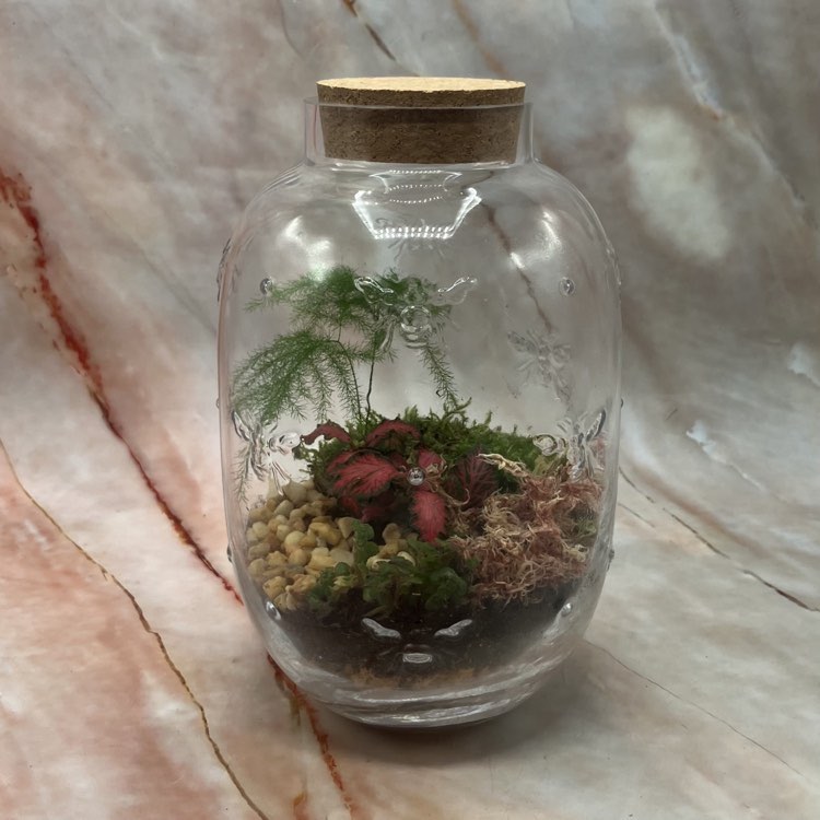 Self Sustaining Terrariums | Various Sizes