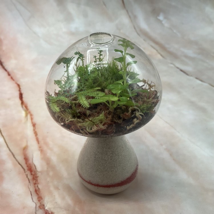 Self Sustaining Terrariums | Various Sizes