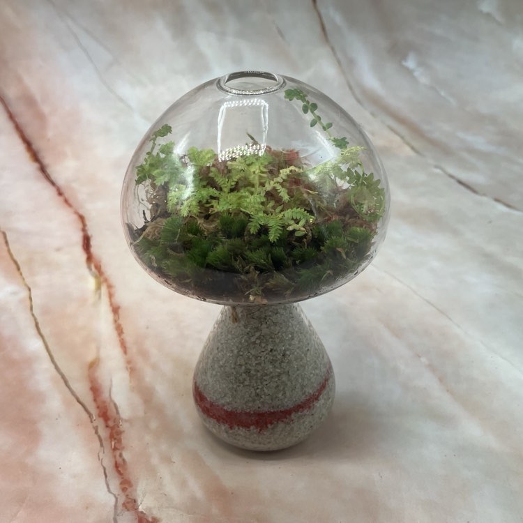 Self Sustaining Terrariums | Various Sizes