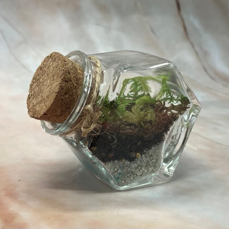 Self Sustaining Terrariums | Various Sizes