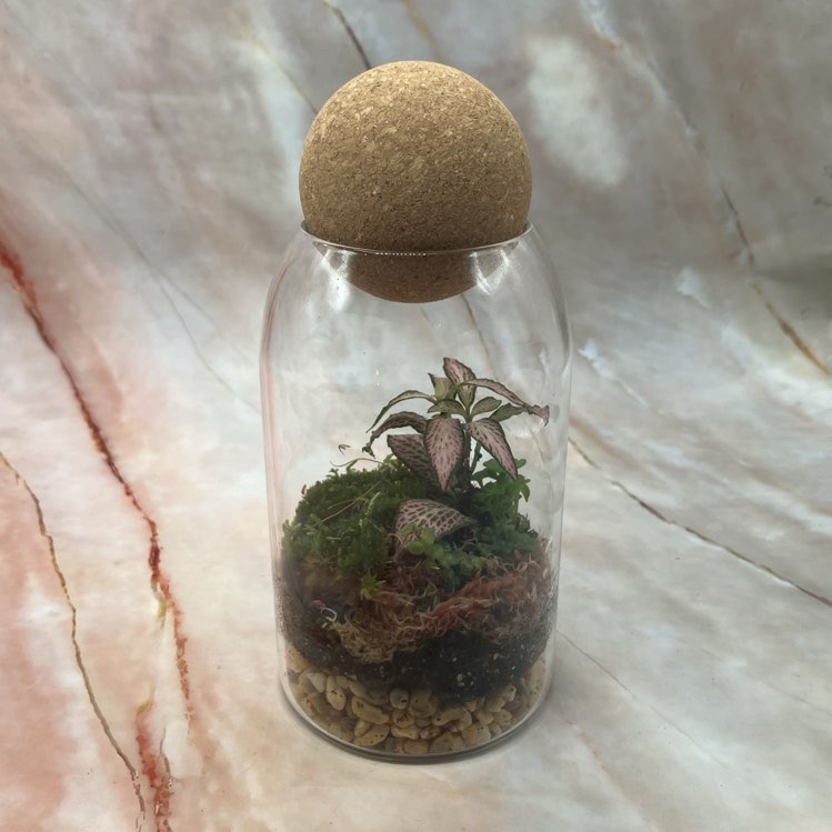 Self Sustaining Terrariums | Various Sizes