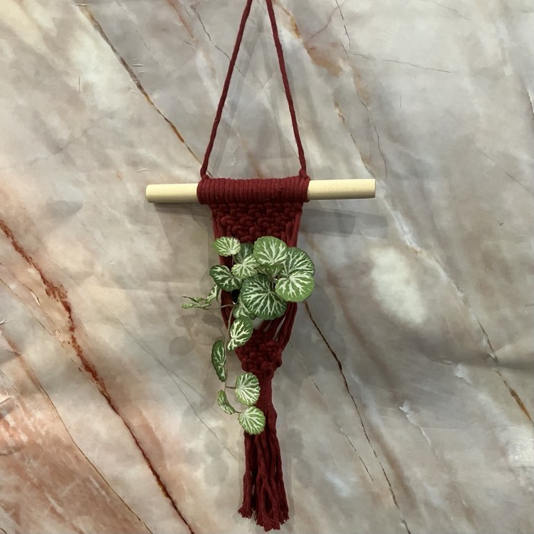 Small Succulent Macrame Hangers | Various Designs & Colours