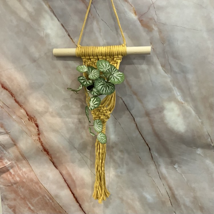 Small Succulent Macrame Hangers | Various Designs & Colours